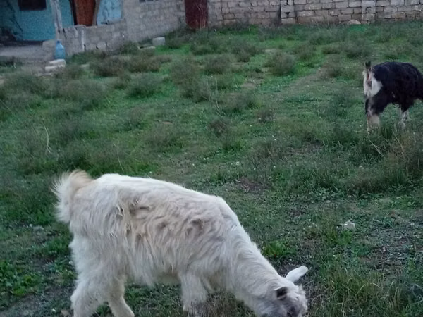 Mbuzi dume, Alpine goat