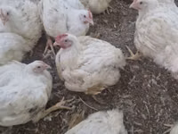 Chickens — फ़ोटो 3