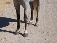 حصان, Tennessee Walking Horse — الصورة 6