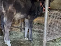 सांड, अलाताऊ नस्ल — फ़ोटो 8
