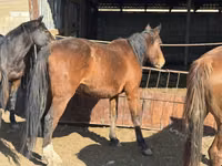 घोड़ी, Kyrgyz Horse — फ़ोटो 5