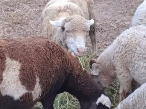 Ido, Merino sheep