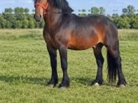 公马, Hungarian horse breed — 照片 4