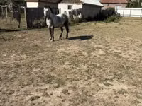 Caballo, Caballos — foto 4