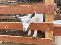 母山羊, Fergana goat — 照片 4
