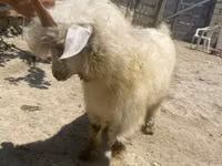 عنزة, Angora goats — الصورة 4