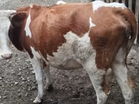 Ng'ombe jike, Simmental cattle — picha 1