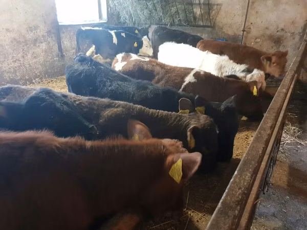 Bull, Cattle