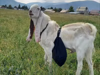 बकरा, Gulabi goats — फ़ोटो 4