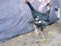 मलय गेम — फ़ोटो 3