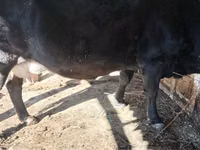 Cow, Latvian Blue cattle — photo 6