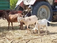 Ri’ dhaddig, Nubian Goat — sawirka 4