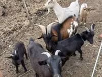 Ri’ lab, Goats — sawirka 1