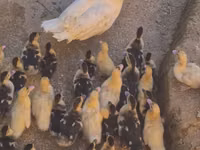 Ducks — 照片 3