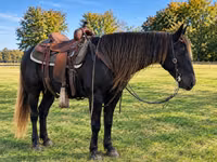Faras dhaddig, Rocky Mountain Horse — sawirka 3