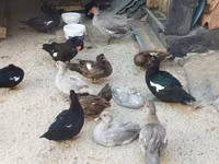 مسكوفي منزلي — الصورة 3