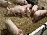 Pigs (batch, sex not specified) — photo 5