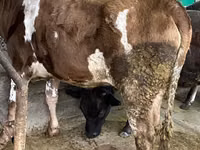 Cattle (batch, sex not specified), Cattle — photo 1