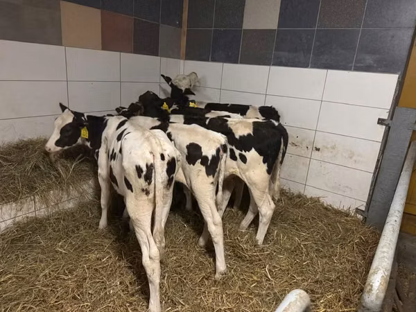Ng'ombe jike, Russian Black pied cattle