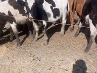 Ng'ombe dume, Russian Black pied cattle — picha 3