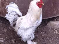 Brahma — Foto 1