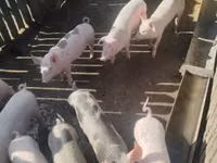 Doofaarro (xirmo, jins lama sheegin), Pigs — sawirka 3
