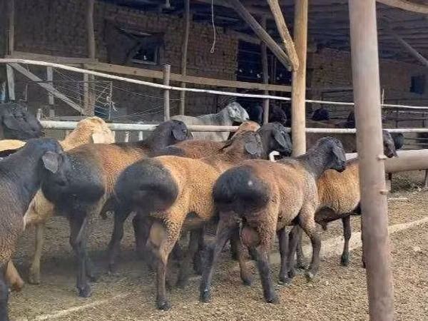 公羊, Sheep