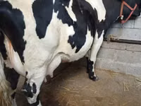Vaca, Raza Holstein — foto 1