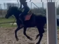 公马, Hungarian horse breed — 照片 3