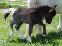 Faras dhaddig, Miniature horse — sawirka 5