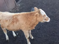 Dibi, Kazakh White-headed cow — sawirka 5