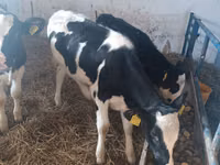 母牛, Russian Black pied cattle — 照片 3