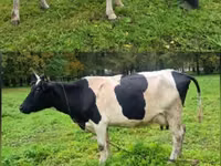 Vaca, Simmental cattle — foto 3