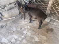मेढ़ा, Rhon sheep — फ़ोटो 2
