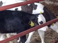Cattle (batch, sex not specified), Russian Black pied cattle — photo 7