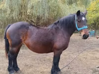 母马, Horses — 照片 2