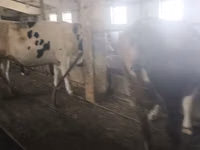 Cow, Holstein breed — photo 4