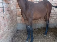 Hengst, Manipuri pony — Foto 2