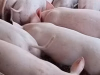 Sow, Pigs — photo 4