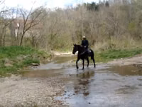 Yegua, Percheron — foto 5