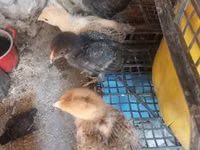 Chickens — picha 4