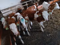 Ng'ombe (kikundi, jinsia haijatajwa), Simmental cattle — picha 6