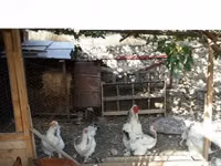Brahma — foto 2