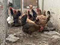 Chickens — 照片 2