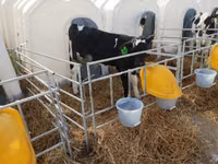 ثور, Swiss cattle — الصورة 2