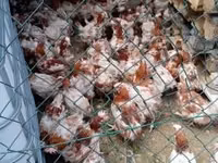 Chickens — sawirka 1