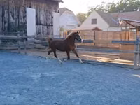 Horse (M), Horses — photo 3