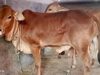 Vaca, Brahman — foto 4