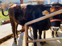Bull, Swiss cattle — photo 1