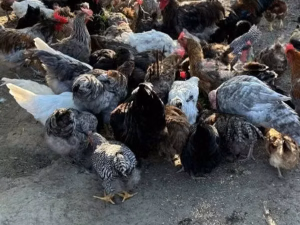 Chickens